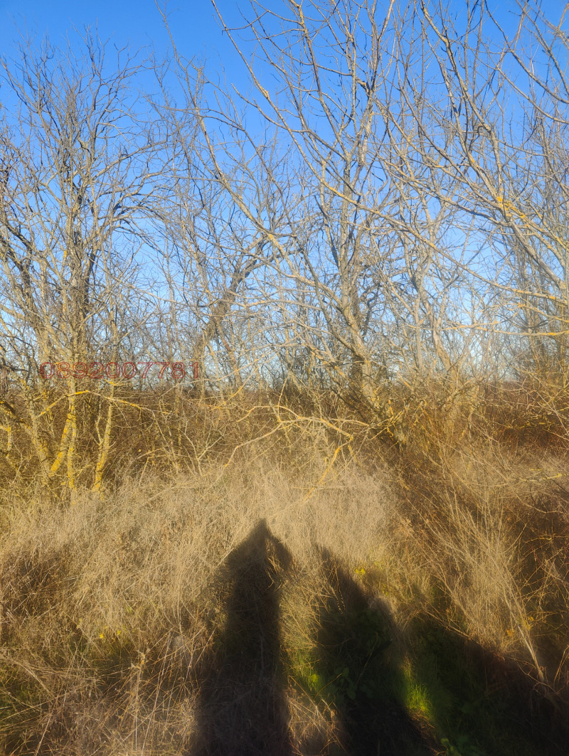 Продава ПАРЦЕЛ, с. Кичево, област Варна, снимка 3 - Парцели - 52824605