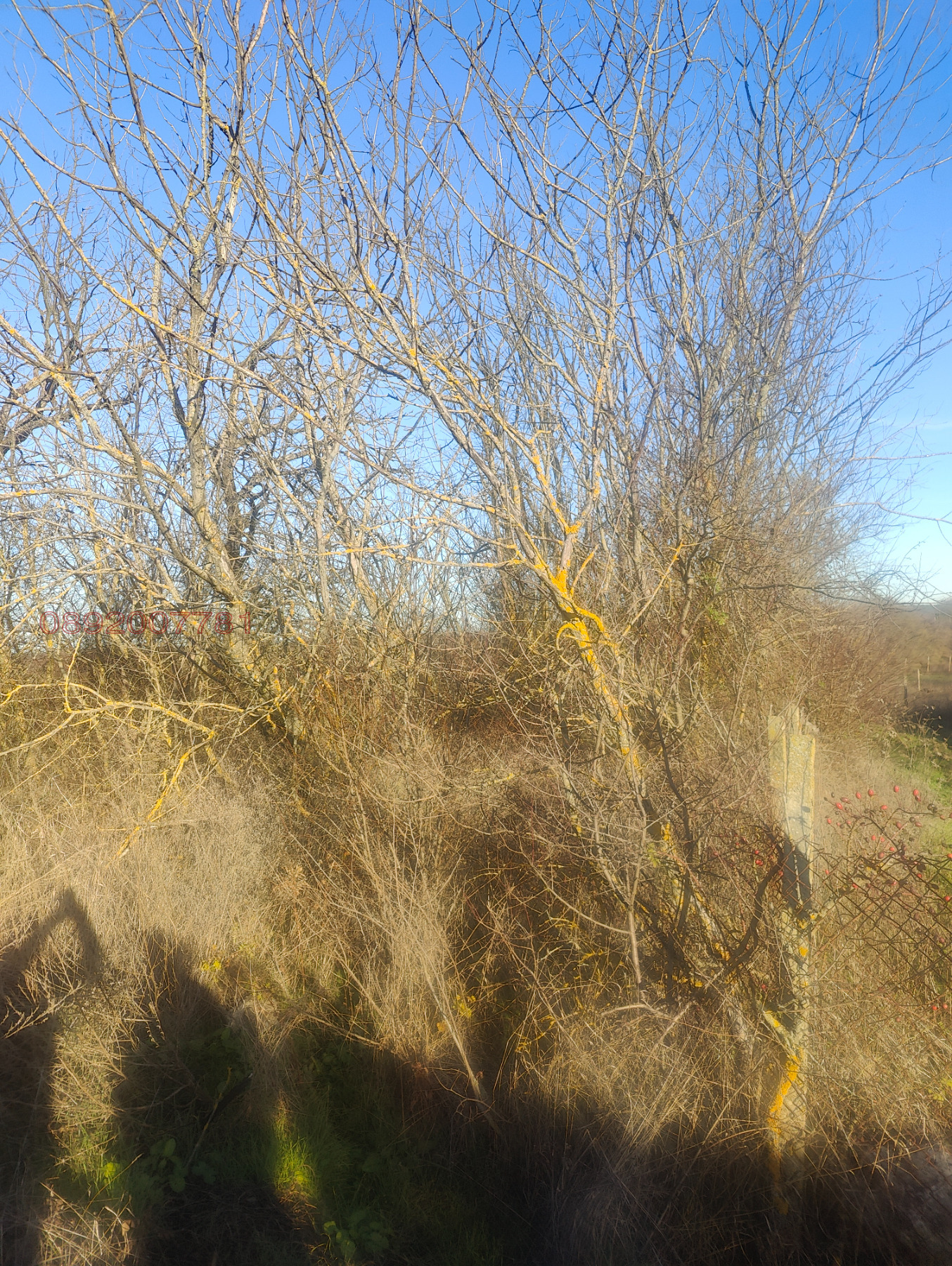 Продава ПАРЦЕЛ, с. Кичево, област Варна, снимка 2 - Парцели - 53947989