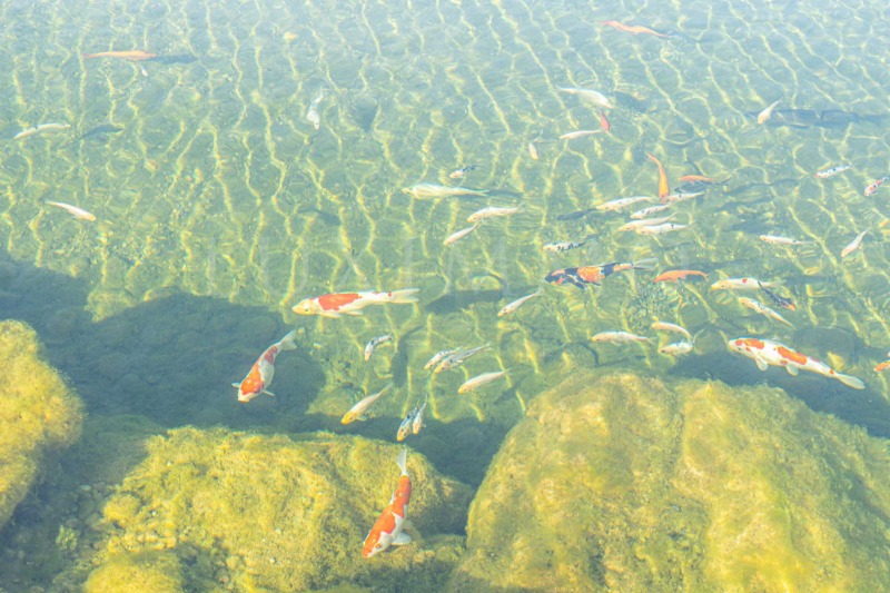 De vânzare  Casa Sofia , Lozen , 482 mp | 49973976 - imagine [7]