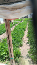 Продава КЪЩА, с. Черна гора, област Стара Загора, снимка 2