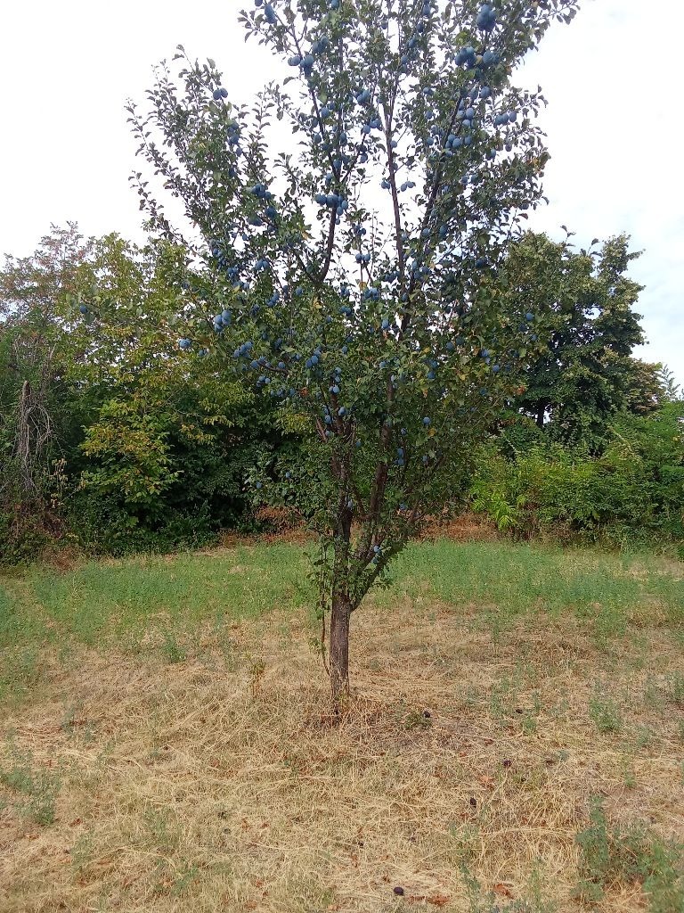 Продава КЪЩА, с. Орловец, област Велико Търново, снимка 11 - Къщи - 54394834