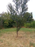 Продава КЪЩА, с. Орловец, област Велико Търново, снимка 11