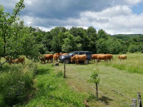 Hus Goljama Sjeljazna, region Lovech 14