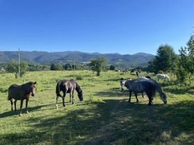 Hus Goljama Sjeljazna, region Lovech 15