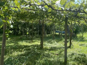 Hus Goljama Sjeljazna, region Lovech 9