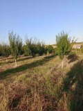 Продава ПАРЦЕЛ, с. Драганово, област Добрич, снимка 4