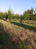 Продава ПАРЦЕЛ, с. Драганово, област Добрич, снимка 3