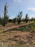 Продава ПАРЦЕЛ, област Добрич, с. Драганово • 15000 лв. / 7669.38 € • 26319405 2