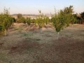 Продава ПАРЦЕЛ, област Добрич, с. Драганово • 15000 лв. / 7669.38 € • 26319405 1