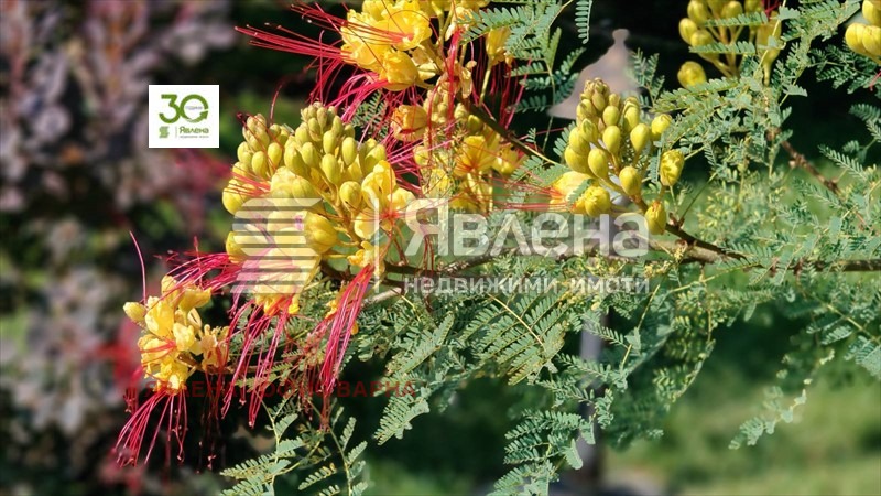 Продава  Къща област Варна , с. Приселци , 400 кв.м | 76816231 - изображение [11]