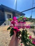 Продава  Къща област Пловдив , с. Скутаре , 144 кв.м | 61117536 - изображение [2]
