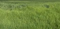 Продава  Земеделска земя област Стара Загора , с. Бяло поле , 67 дка | 51915319