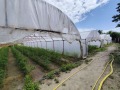 Продава ПАРЦЕЛ, с. Огняново, област Пазарджик, снимка 2