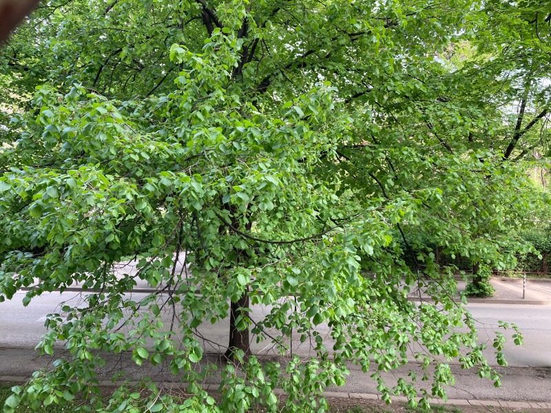 À vendre  Studio Sofia , Ilinden , 47 m² | 68003845 - image [4]
