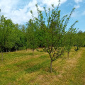 Продава ЗЕМЕДЕЛСКА ЗЕМЯ, с. Осиковска Лакавица, област София област, снимка 4