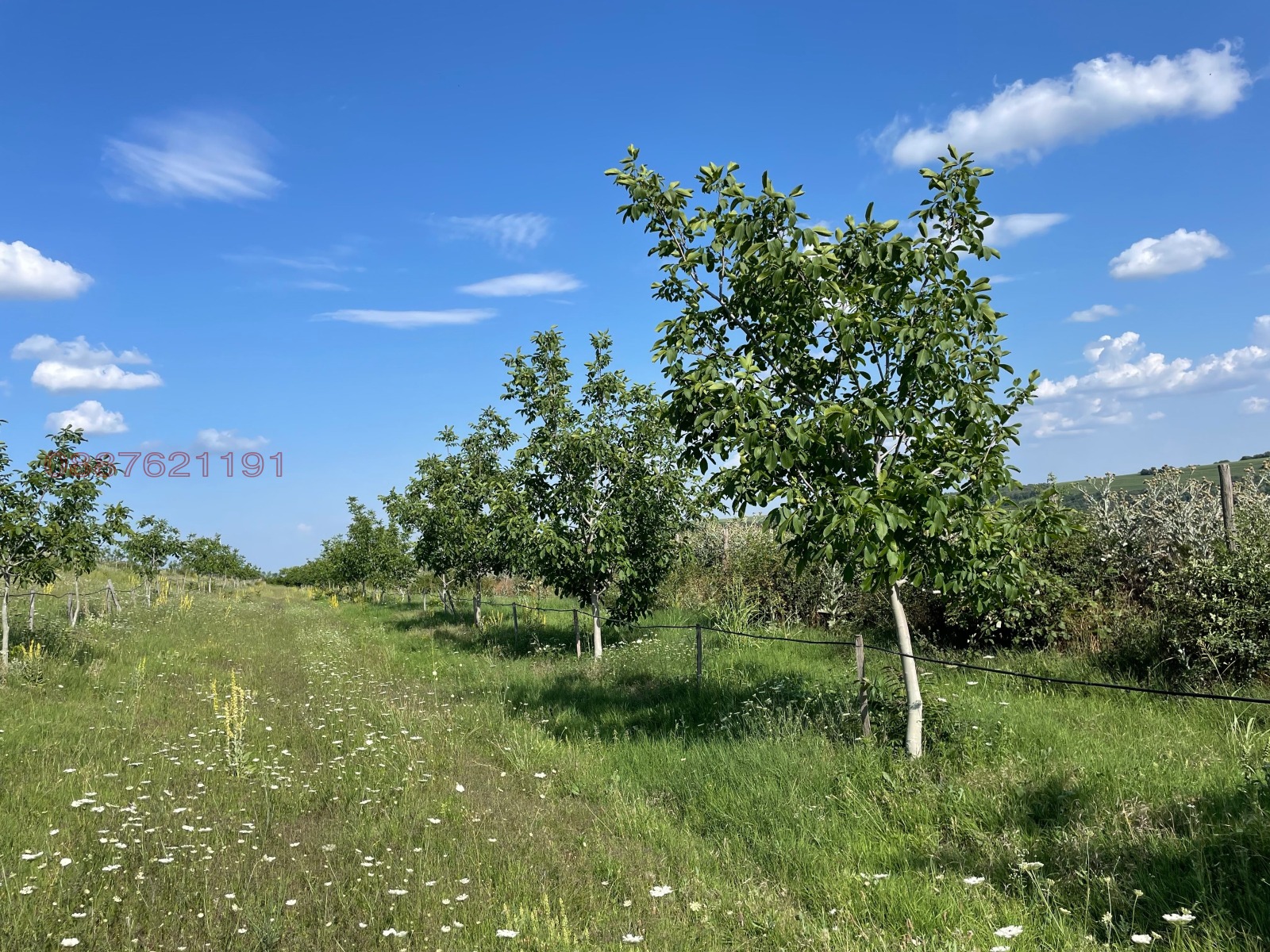 Продава ЗЕМЕДЕЛСКА ЗЕМЯ, с. Лозица, област Плевен, снимка 17 - Земеделска земя - 53730884