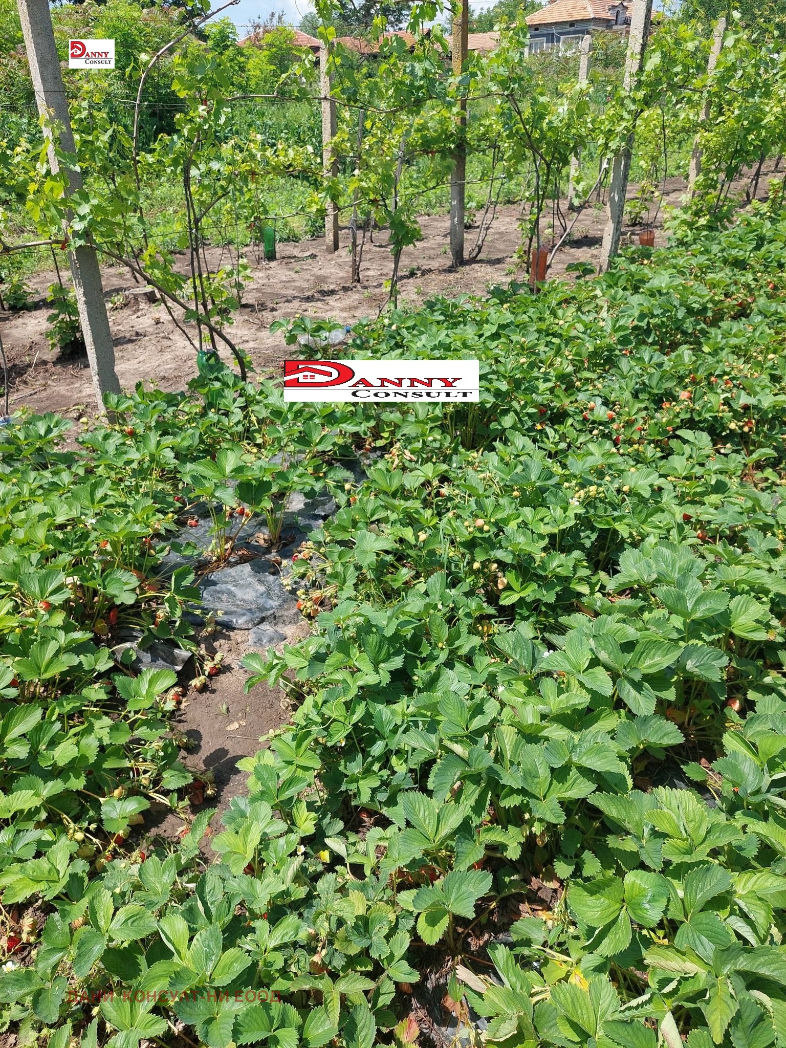 Продава КЪЩА, с. Патреш, област Велико Търново, снимка 4 - Къщи - 54690073