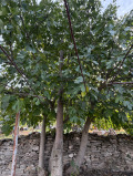 Продава КЪЩА, гр. Девня, област Варна, снимка 13