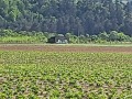 Продава ЗЕМЕДЕЛСКА ЗЕМЯ, гр. Велинград, област Пазарджик, снимка 2