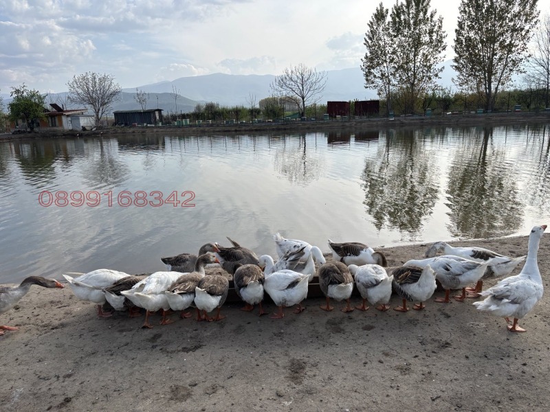 Продава ПАРЦЕЛ, с. Главиница, област Пазарджик, снимка 8 - Парцели - 53598581