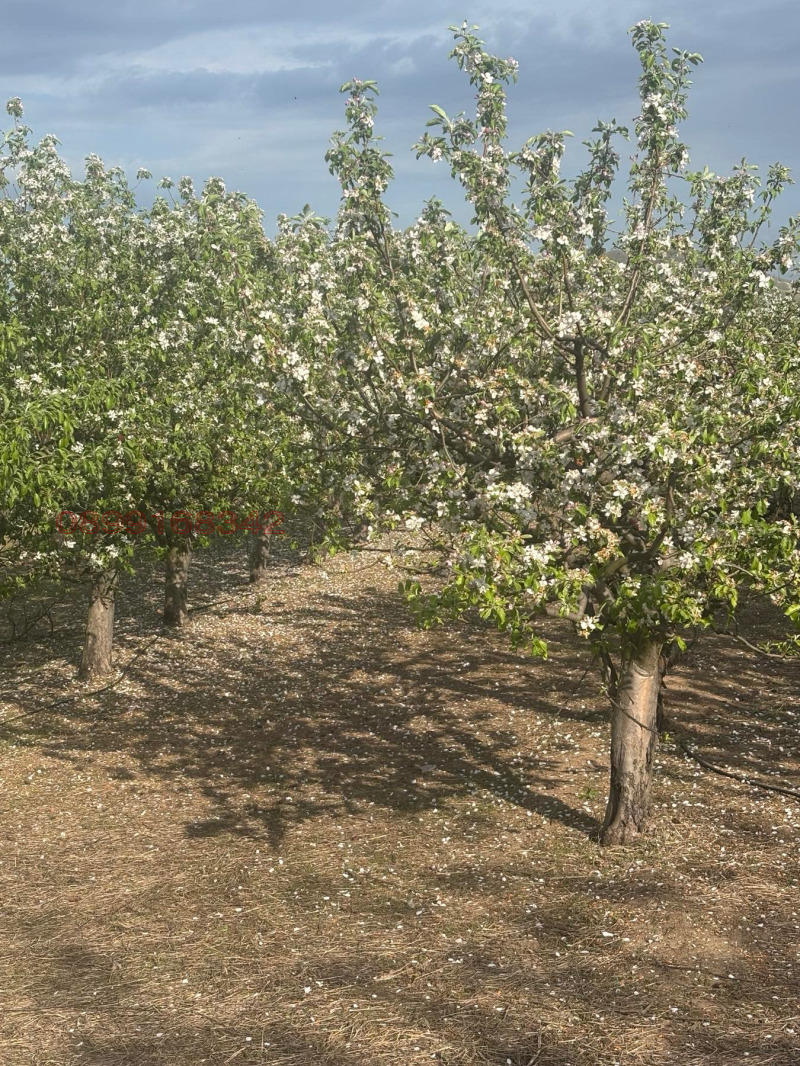 Продава ПАРЦЕЛ, с. Главиница, област Пазарджик, снимка 10 - Парцели - 53598581