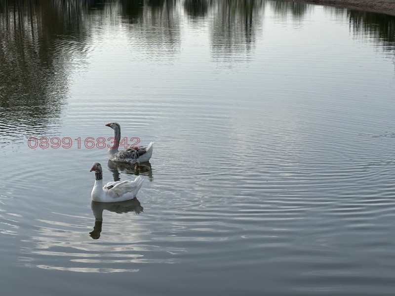 Продава ПАРЦЕЛ, с. Главиница, област Пазарджик, снимка 4 - Парцели - 53598581