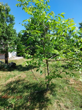 Γη Ρακηλοβτση, περιοχή Πέρνικ 4