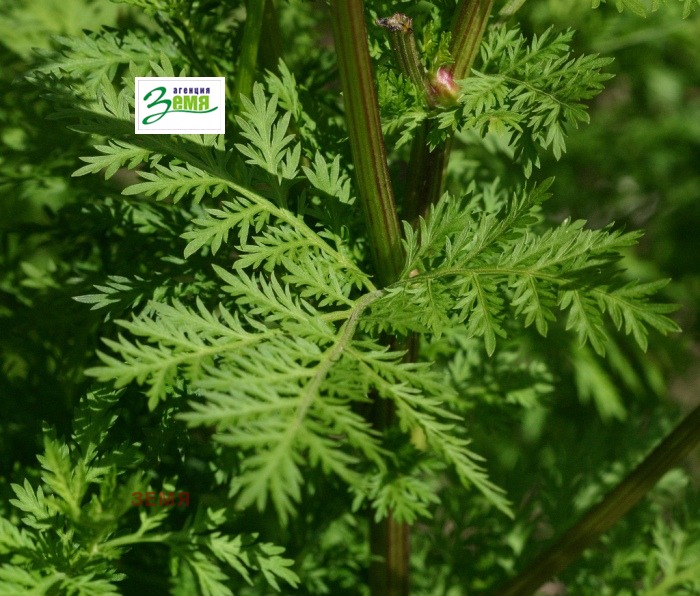 Продава КЪЩА | Imot.bg — изображение 1