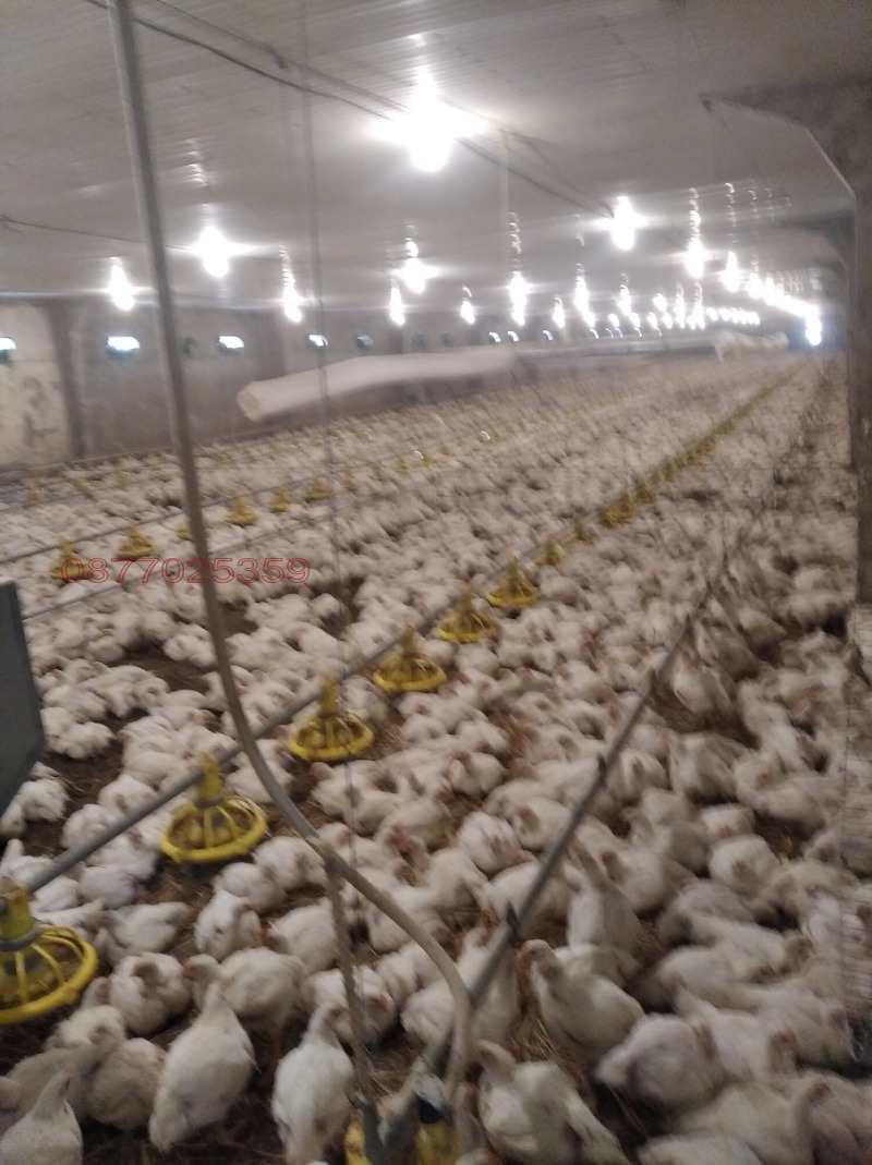 Продава БИЗНЕС ИМОТ, с. Равна, област Варна, снимка 2 - Други - 53136407