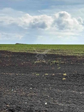 ����� ������� ������,���� ������, ���������� ���� - �����