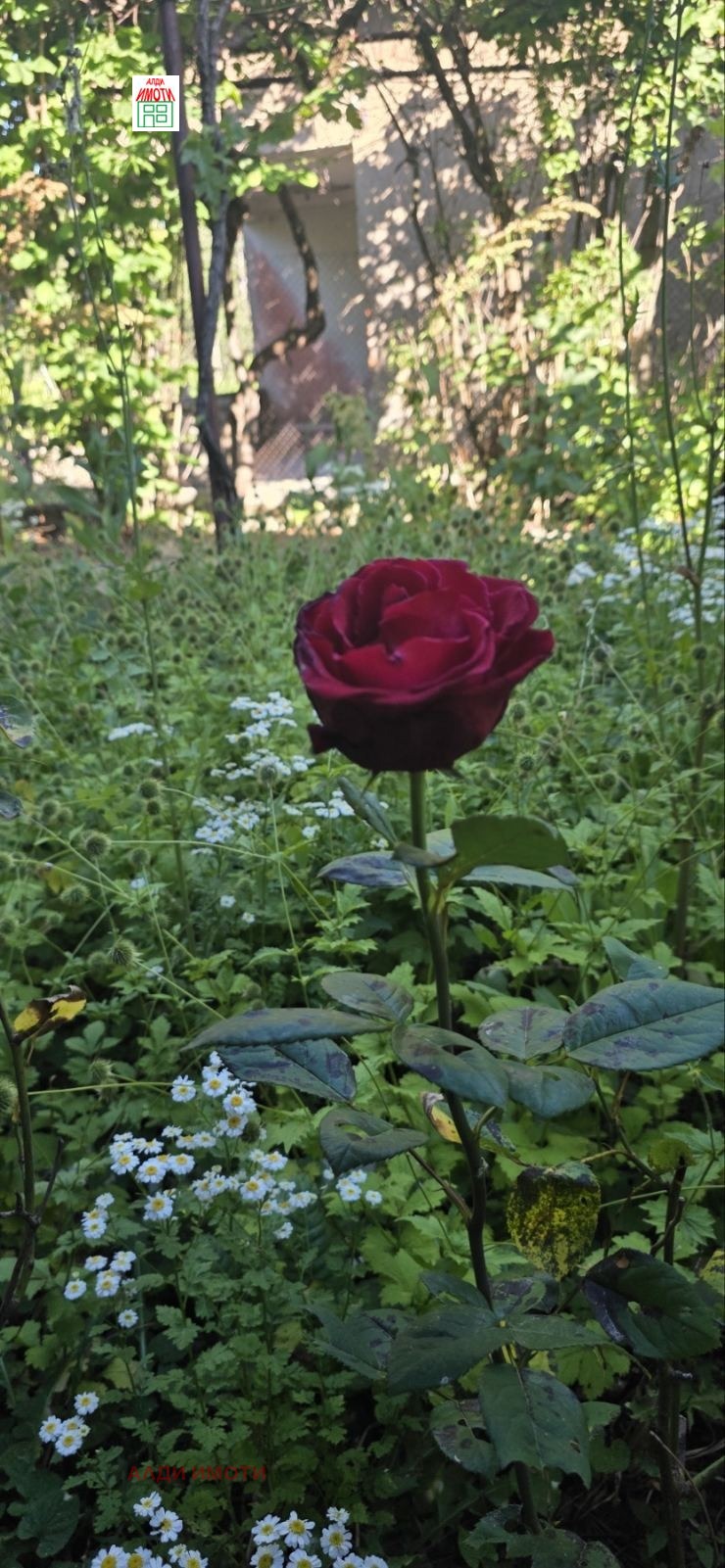 ������� ���� | Imot.bg � ����������� 11