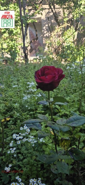 ������� ���� | Imot.bg � ����� ������ 11