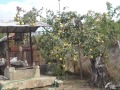 Продава КЪЩА, с. Ведрина, област Добрич, снимка 10
