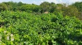 Продава КЪЩА, област Велико Търново, с. Обединение • 72000 лв. • 12496875 — Holmes.bg