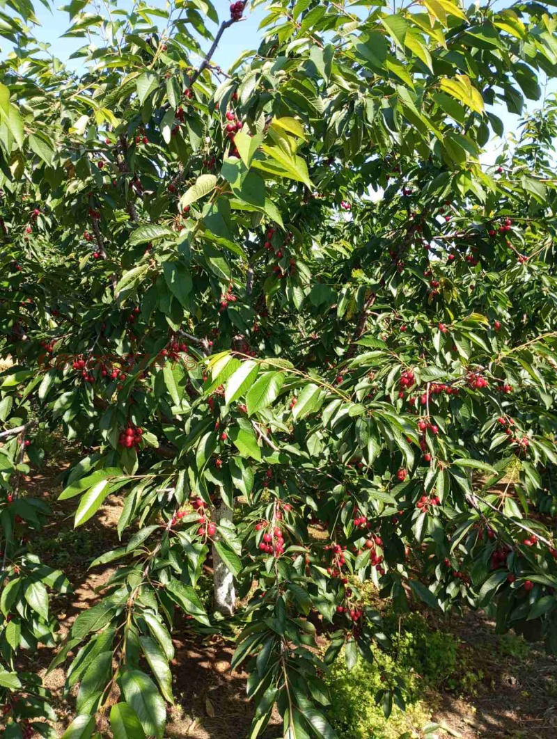 Продава ЗЕМЕДЕЛСКА ЗЕМЯ, с. Крепост, област Хасково