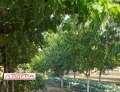 Продава КЪЩА, с. Голям чардак, област Пловдив, снимка 7
