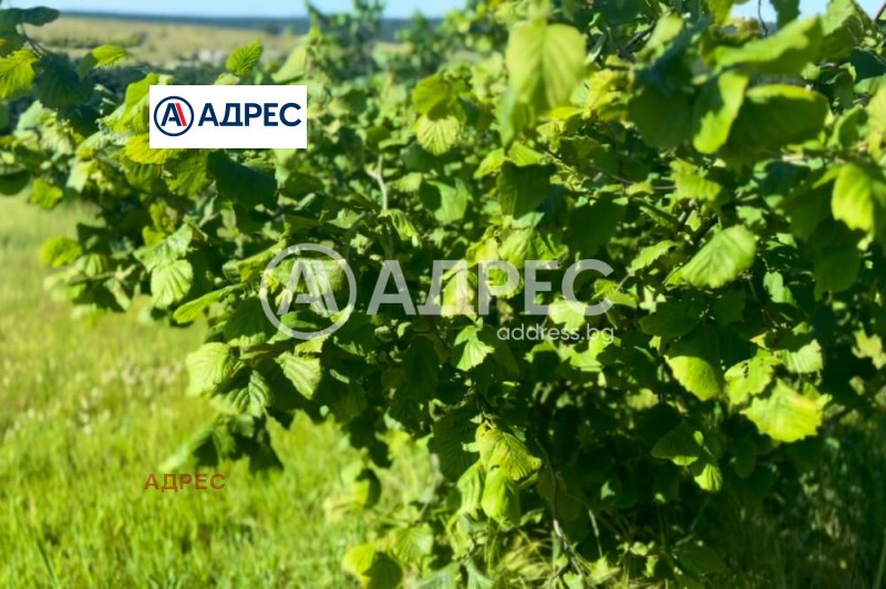 For Sale  Plot region Varna , Benkovski , 106000 sq.m | 24070940 - image [2]