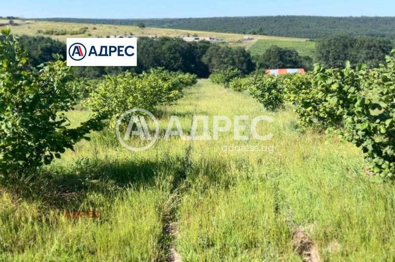 For Sale  Plot region Varna , Benkovski , 106000 sq.m | 24070940 - image [3]