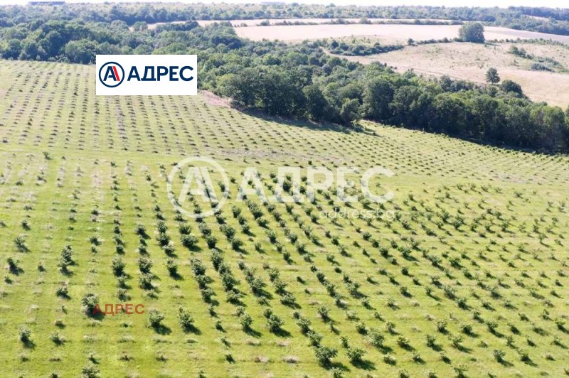 For Sale  Plot region Varna , Benkovski , 106000 sq.m | 24070940