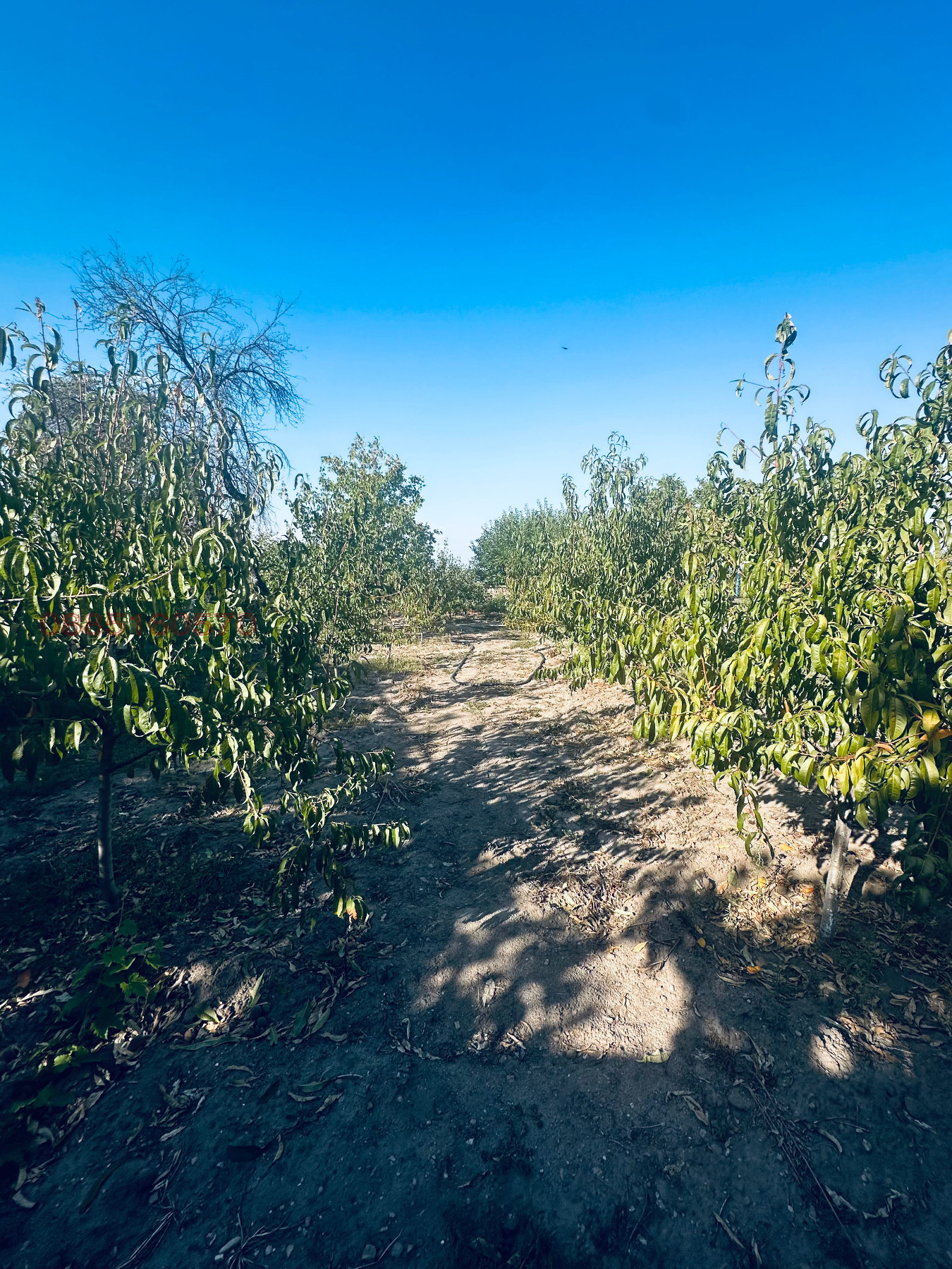 Продава КЪЩА, с. Дебръщица, област Пазарджик, снимка 5 - Къщи - 56192372