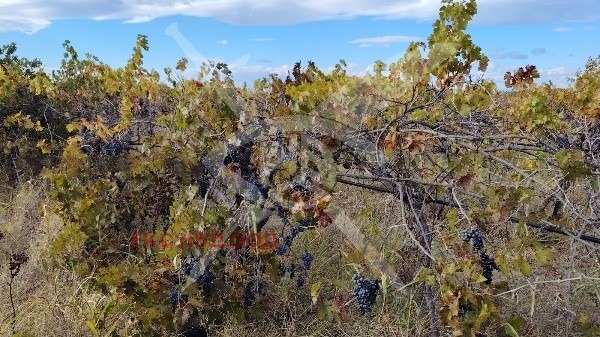 Продава ПАРЦЕЛ, с. Оризари, област Пловдив, снимка 2 - Парцели - 52690172