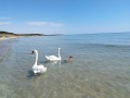 Продава ПАРЦЕЛ, с. Езерец, област Добрич, снимка 4