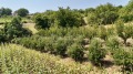 Продава ПАРЦЕЛ, област Русе, с. Мечка • 14500 € / 28359.53 лв. • 60123089 13