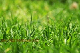 ����� ������� ������,�. ��������, ������ �������