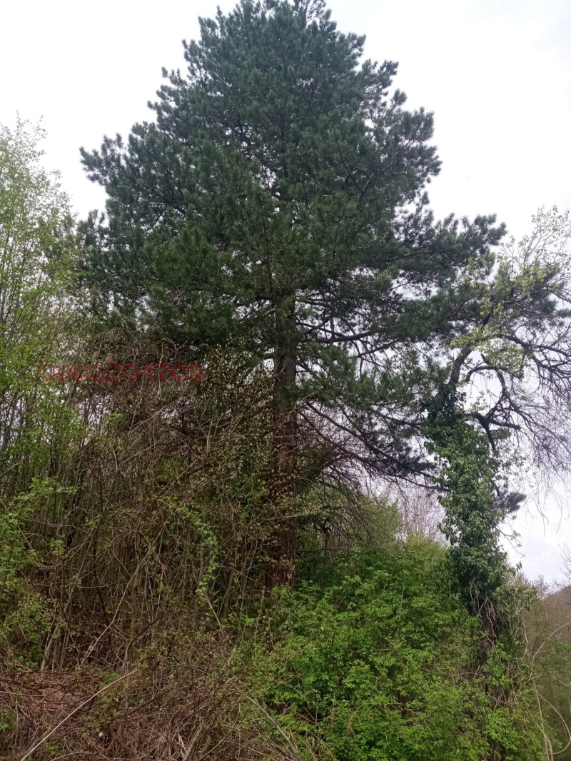 Продава ПАРЦЕЛ, с. Чифлик, област Ловеч, снимка 4 - Парцели - 52782288