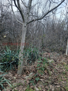 ������ ������� ������