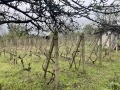Продава ВИЛА, град Русе, в.з. 9-ти километър • 21500 € • 54727393 — Holmes.bg