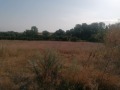 Продава ПАРЦЕЛ, с. Левски, област Варна, снимка 3