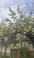 Продава КЪЩА, с. Правище, област Пловдив, снимка 11