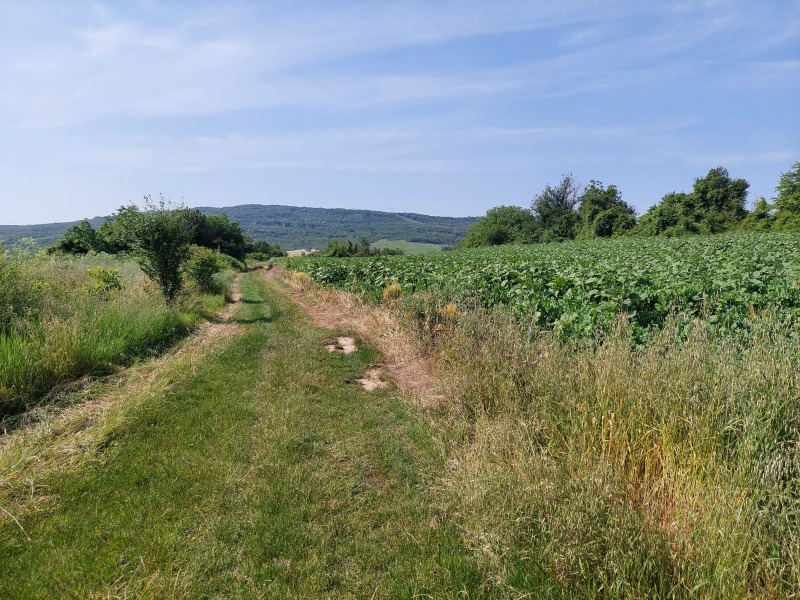 Myytävänä  Juoni Veliko Tarnovo alue , Ljaskovets , 4370 neliömetriä | 62838663 - kuva [6]